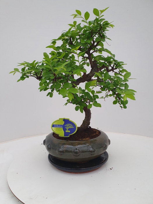 <h4>Zelkova parvifolia, 21cm., shape, with driptray</h4>