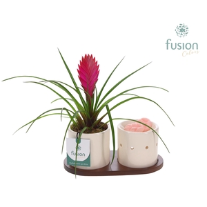 Fusion Scents keramiek Gift set plankje met Tillandsia