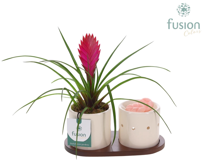 <h4>Fusion Scents keramiek Gift set plankje met Tillandsia</h4>