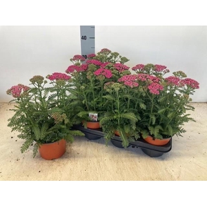 ACHI MILLEFOLIUM