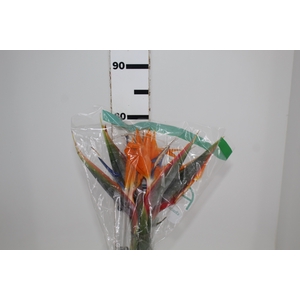 STRELITZIA