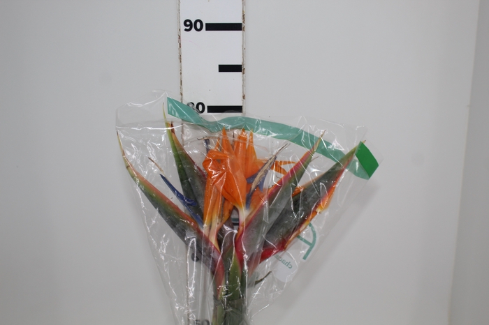 <h4>STRELITZIA</h4>