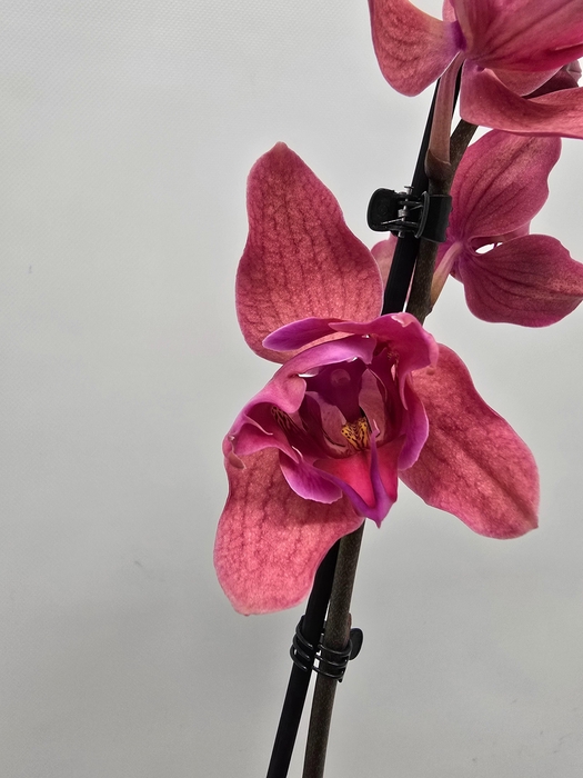 <h4>Limited 18 week 1</h4>