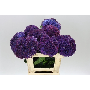 Hyd Ruby Aubergine