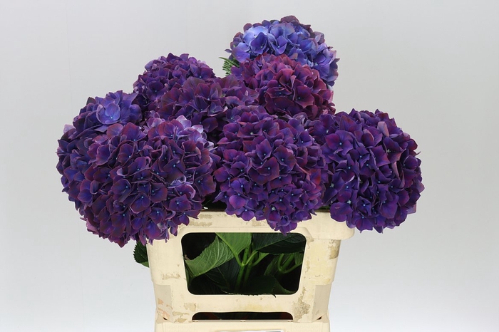 <h4>Hyd Ruby Aubergine</h4>
