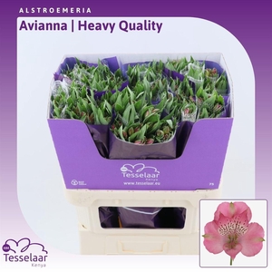 Alstroemeria Elegance | Heavy Quality
