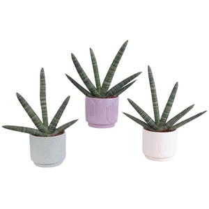 Sansevieria Cylindrica Handshake in Ø14cm Ceramic SE571