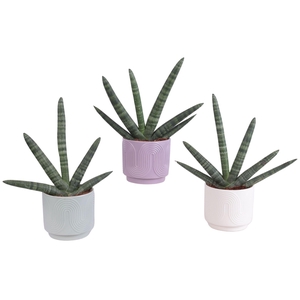 Sansevieria Cylindrica Handshake in Ø14cm Ceramic SE571