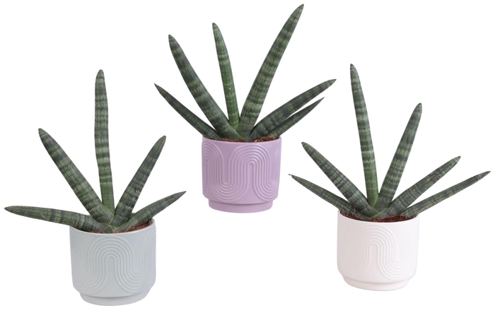 <h4>Sansevieria Cylindrica Handshake in Ø14cm Ceramic SE571</h4>