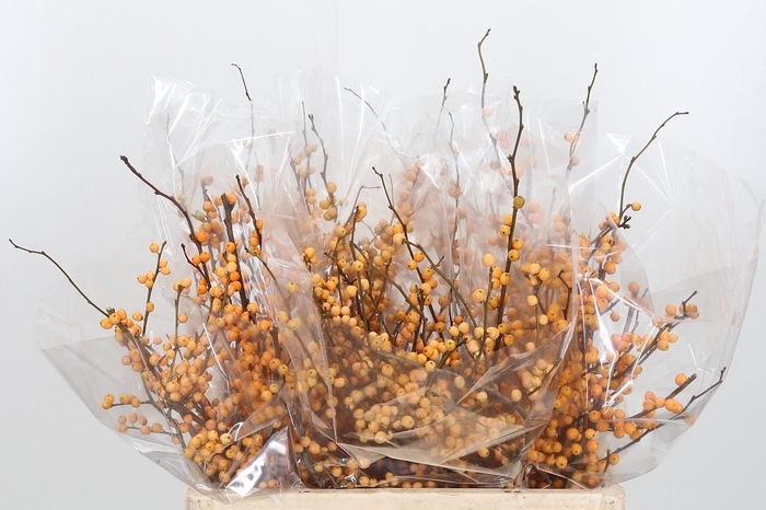 <h4>Ilex Golden Verboom</h4>