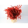 Faggio Preserved Red (beech,beuk)
