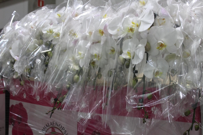 <h4>PHALAENOPSIS CASCATA P15 BRANCO 2 HT</h4>