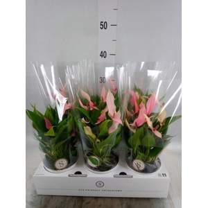 Anthurium andr. 'Lilli'