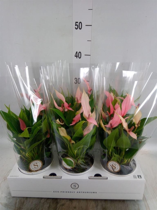<h4>Anthurium andr. 'Lilli'</h4>