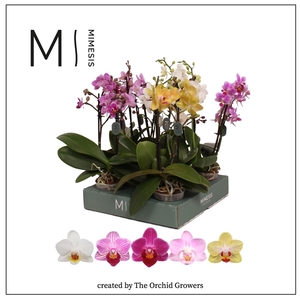 Mimesis Phal. Mix - 2 spike 7cm Less Plastic