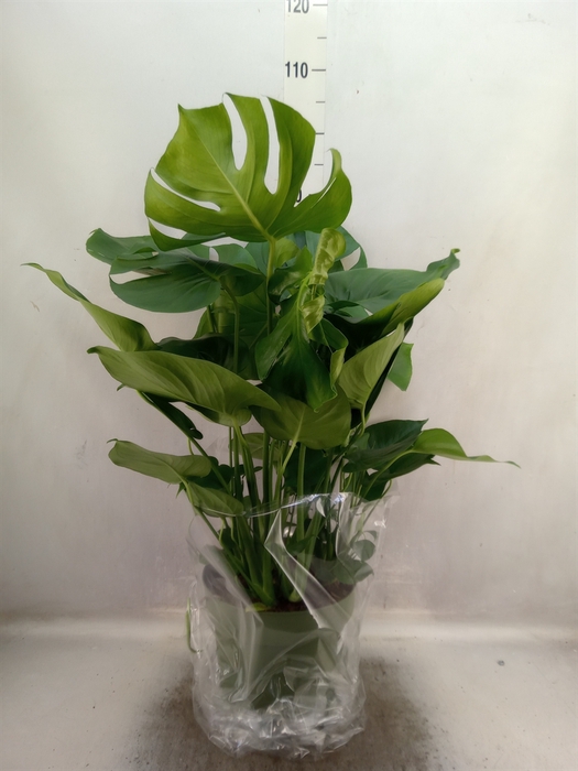 <h4>Monstera delic.</h4>