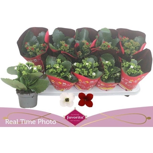 KALANCHOE XMAS FAVORITA MIX