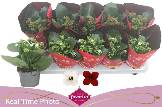 <h4>KALANCHOE XMAS FAVORITA MIX</h4>