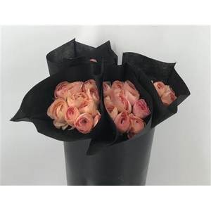 Ran Suc Salmon 898 Sup