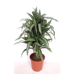 Dracaena Ulises