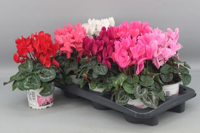 <h4>CYCL GR SUP XL</h4>