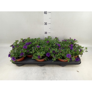 Calibrachoa  'Minifam Blue'