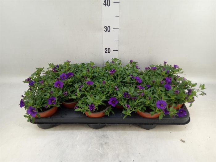 <h4>Calibrachoa  'Minifam Blue'</h4>