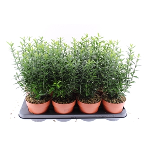 EUONYMUS JA MICROPHY