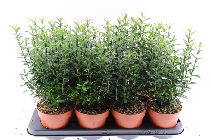 <h4>EUONYMUS JA MICROPHY</h4>