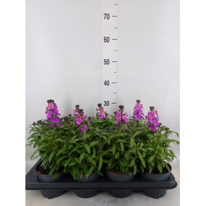 Erysimum  'Leya Purple Glow'