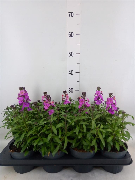 <h4>Erysimum  'Leya Purple Glow'</h4>