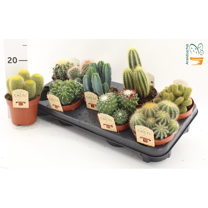 <h4>CACTUS GEM</h4>