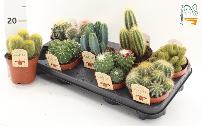 CACTUS GEM