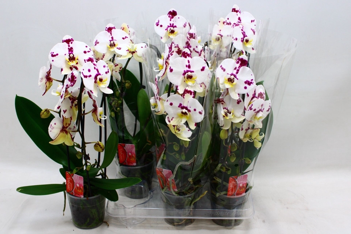 <h4>PHAL EL CASCADE</h4>