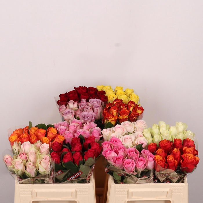 <h4>R GR GEM IN FUST</h4>