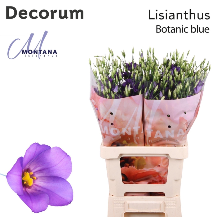 <h4>EUSTOMA RUSS. EN 'BOTANIC BLUE'</h4>