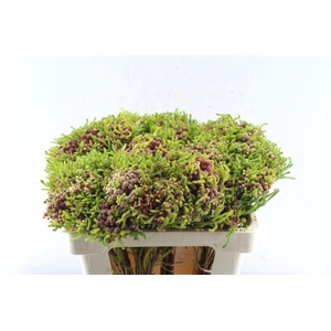 Kaaps Berz Strawberry