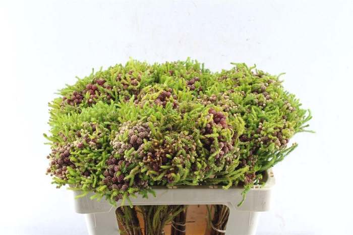 <h4>Kaaps Berz Strawberry</h4>