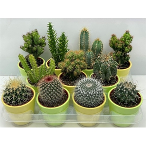 Cactus gemengd