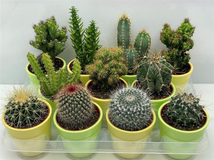<h4>Cactus gemengd</h4>