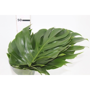 FOLHAGEM MONSTERA DELICIOSA 040 CM