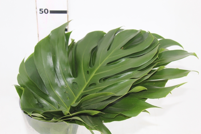 <h4>FOLHAGEM MONSTERA DELICIOSA 040 CM</h4>
