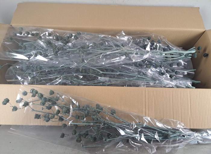 <h4>DF Lavatera Bs Grey 120g</h4>