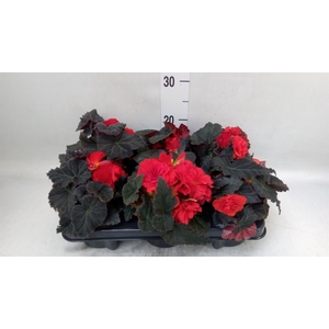 Begonia