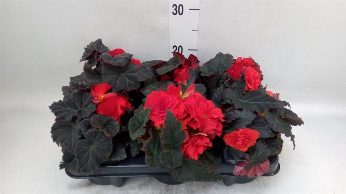 <h4>Begonia</h4>
