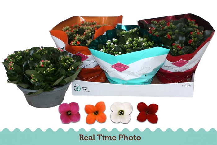 <h4>KAL EN GEM 4 KL</h4>