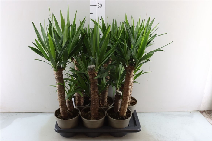 <h4>Yucca 4520</h4>