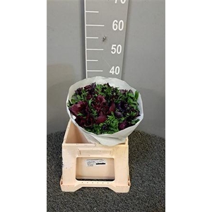 Anem Mistral Bordeaux