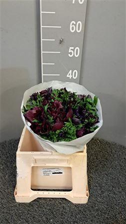 <h4>Anem Mistral Bordeaux</h4>