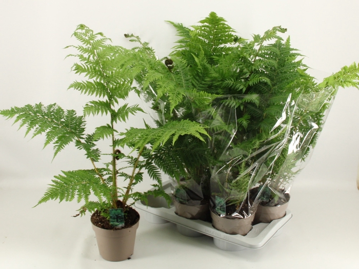 <h4>CYATHEA AUSTRALIS</h4>